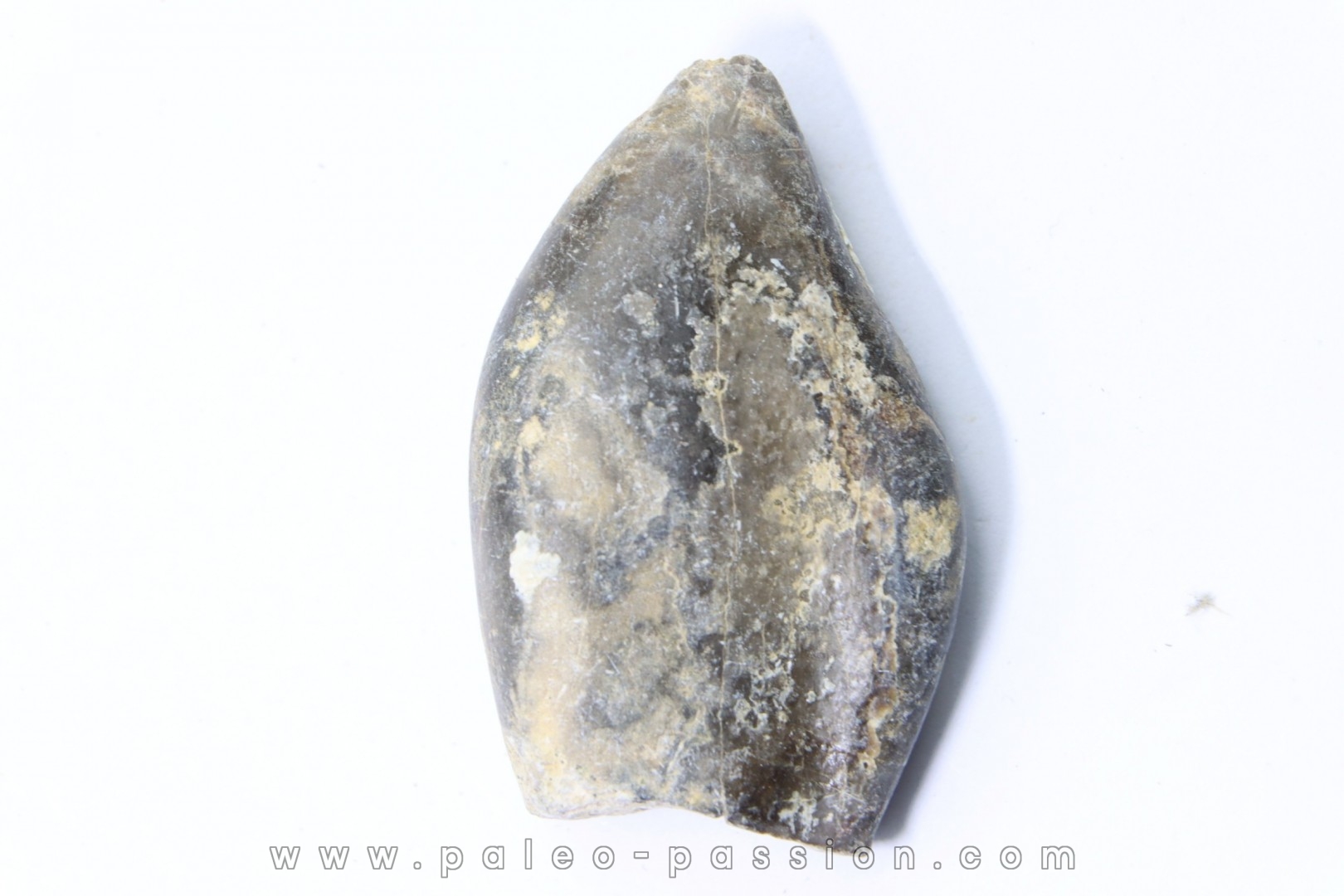 bélemnite: Duvalia émérici - Valanginien supérieur - Alpes de haute Provence - France