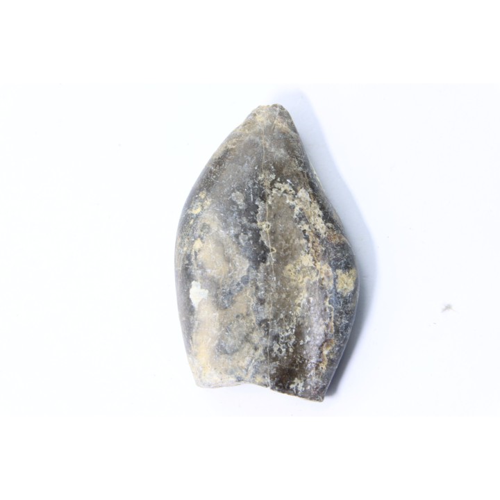 bélemnite: Duvalia émérici - upper Valanginian - Alpes de haute Provence - France