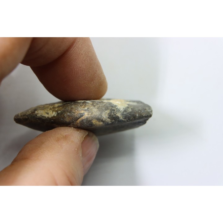 bélemnite: Duvalia émérici - upper Valanginian - Alpes de haute Provence - France