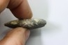 bélemnite: Duvalia émérici - Valanginien supérieur - Alpes de haute Provence - France