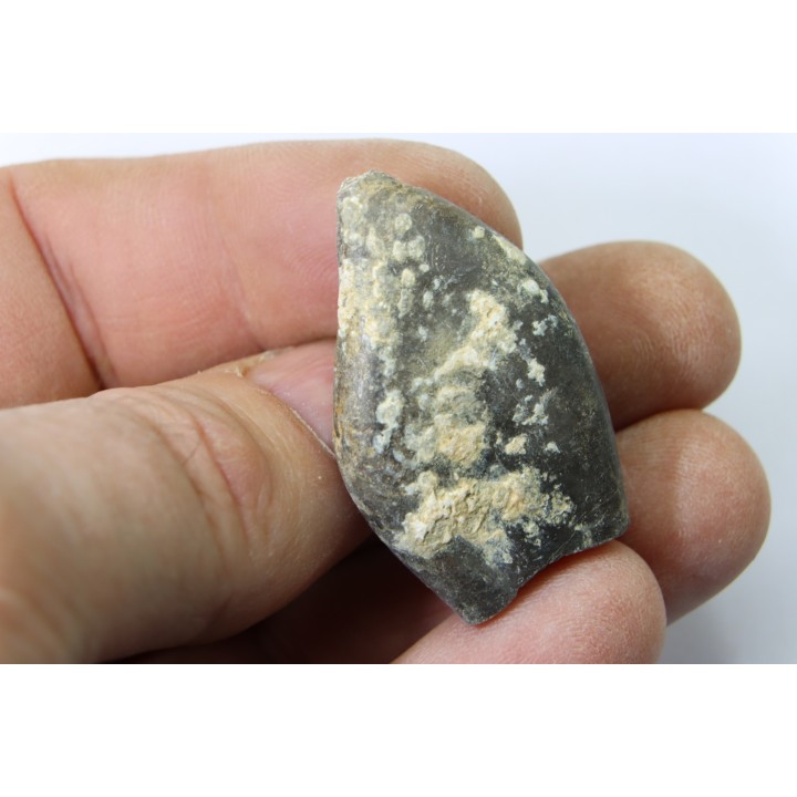 bélemnite: Duvalia émérici - Valanginien supérieur - Alpes de haute Provence - France