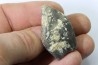 bélemnite: Duvalia émérici - Valanginien supérieur - Alpes de haute Provence - France