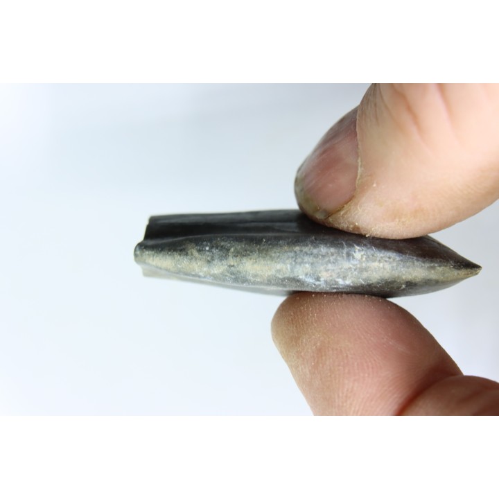 bélemnite: Duvalia émérici - upper Valanginian - Alpes de haute Provence - France