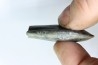 bélemnite: Duvalia émérici - upper Valanginian - Alpes de haute Provence - France