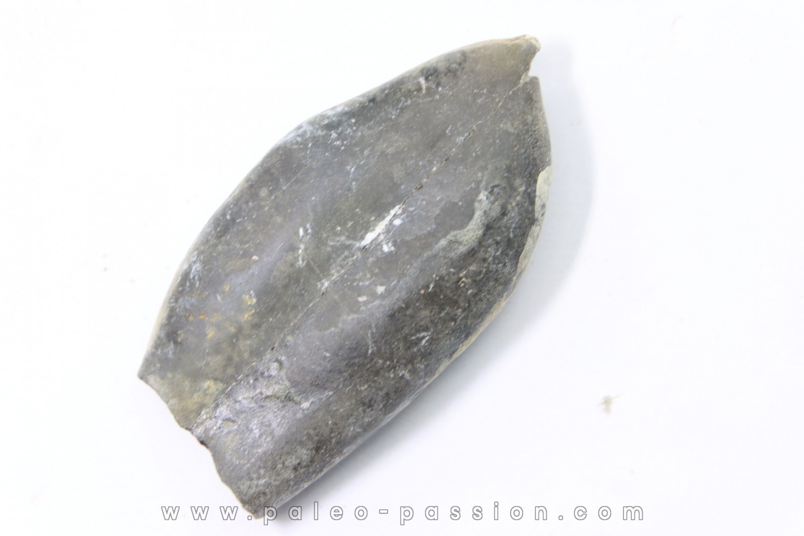 bélemnite: Duvalia émérici - Valanginien supérieur - Alpes de haute Provence - France