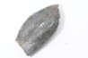 bélemnite: Duvalia émérici - Valanginien supérieur - Alpes de haute Provence - France