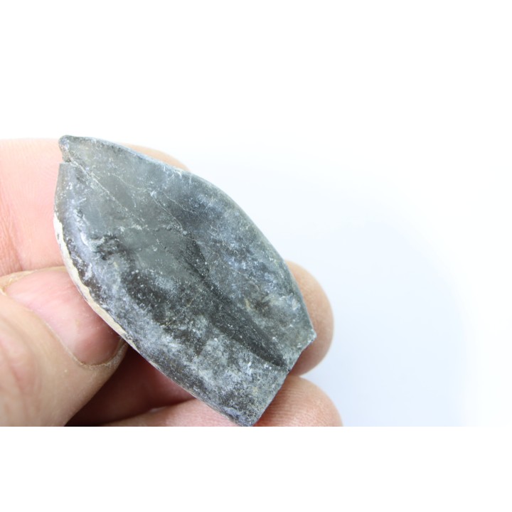 bélemnite: Duvalia émérici - Valanginien supérieur - Alpes de haute Provence - France
