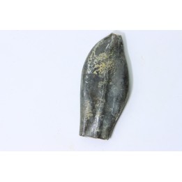 bélemnite: Duvalia émérici - Valanginien supérieur - Alpes de haute Provence - France