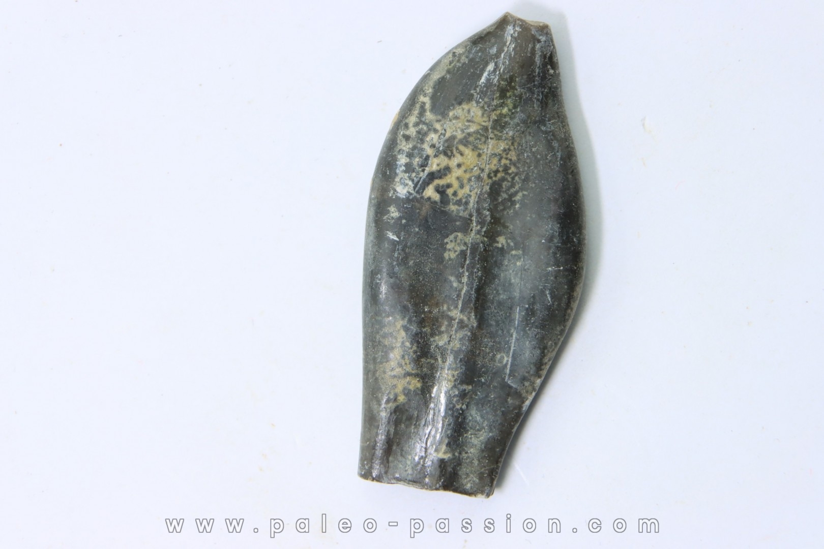 bélemnite: Duvalia émérici - Valanginien supérieur - Alpes de haute Provence - France