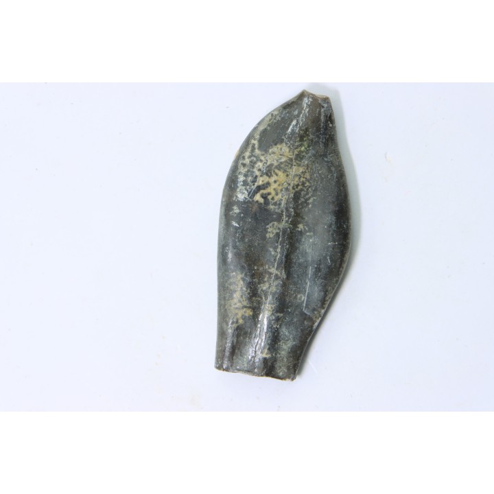 bélemnite: Duvalia émérici - Valanginien supérieur - Alpes de haute Provence - France