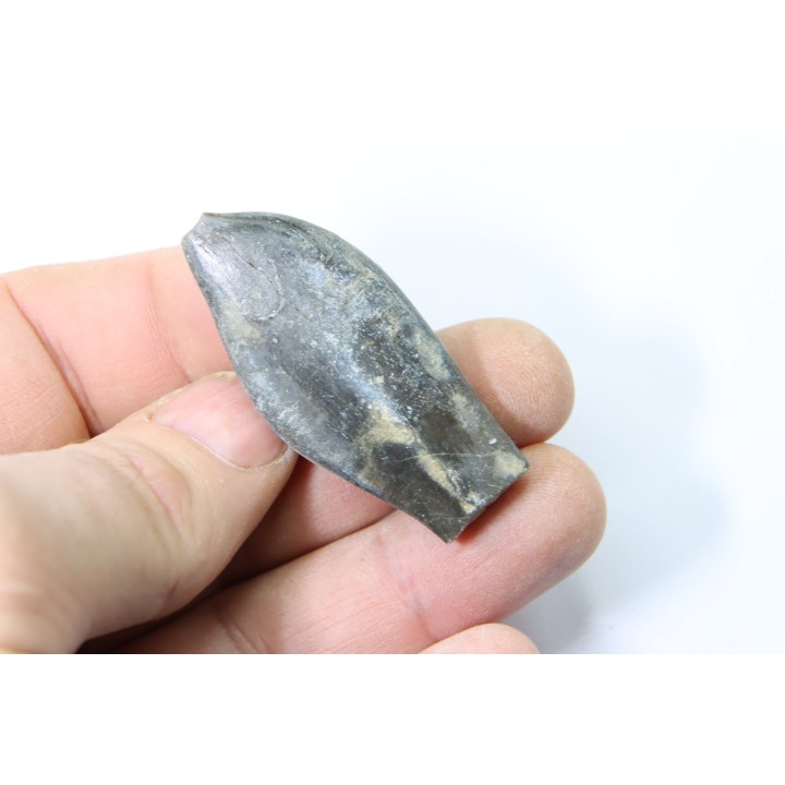 bélemnite: Duvalia émérici - Valanginien supérieur - Alpes de haute Provence - France
