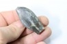 bélemnite: Duvalia émérici - Valanginien supérieur - Alpes de haute Provence - France