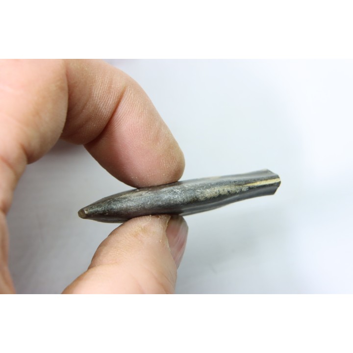 bélemnite: Duvalia émérici - upper Valanginian - Alpes de haute Provence - France