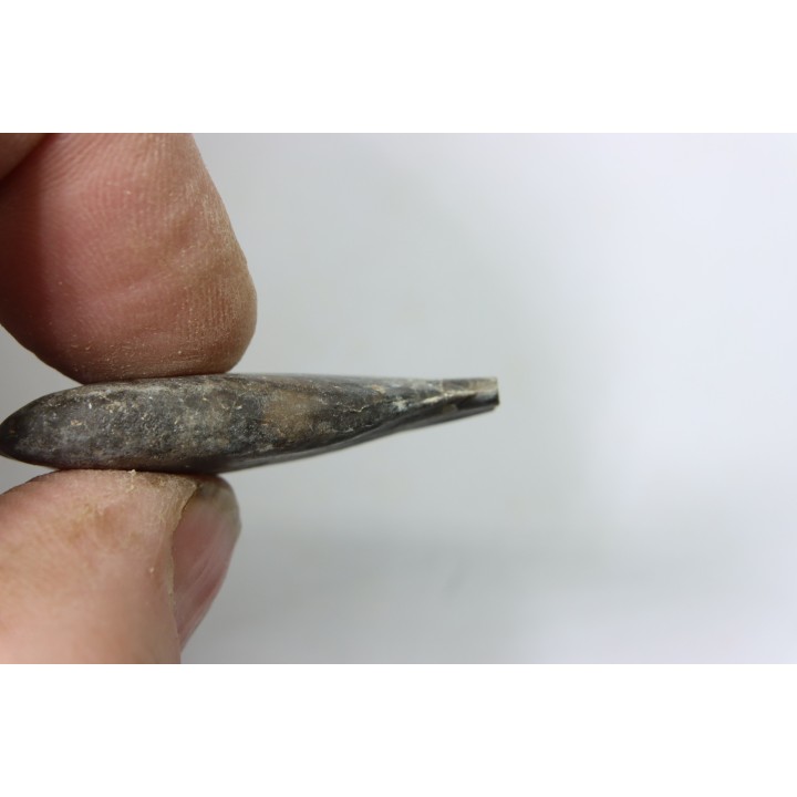 bélemnite: Duvalia émérici - upper Valanginian - Alpes de haute Provence - France
