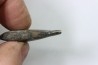 bélemnite: Duvalia émérici - Valanginien supérieur - Alpes de haute Provence - France