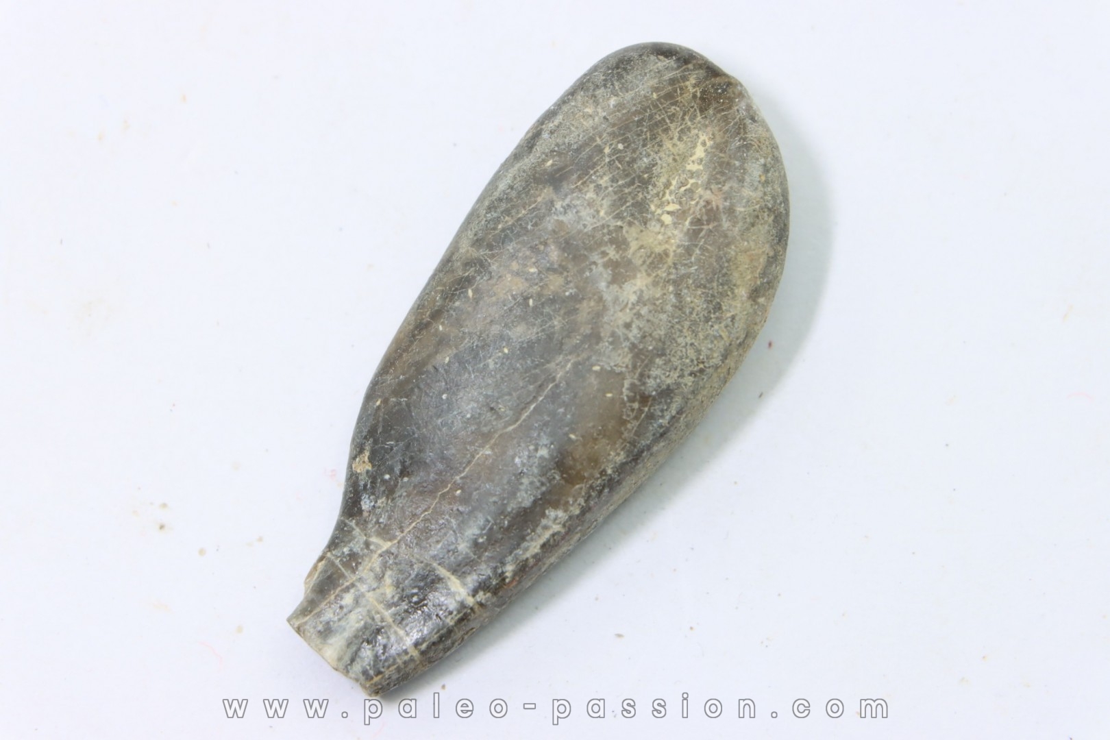 bélemnite: Duvalia émérici - Valanginien supérieur - Alpes de haute Provence - France