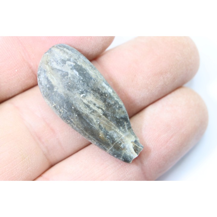 bélemnite: Duvalia émérici - Valanginien supérieur - Alpes de haute Provence - France