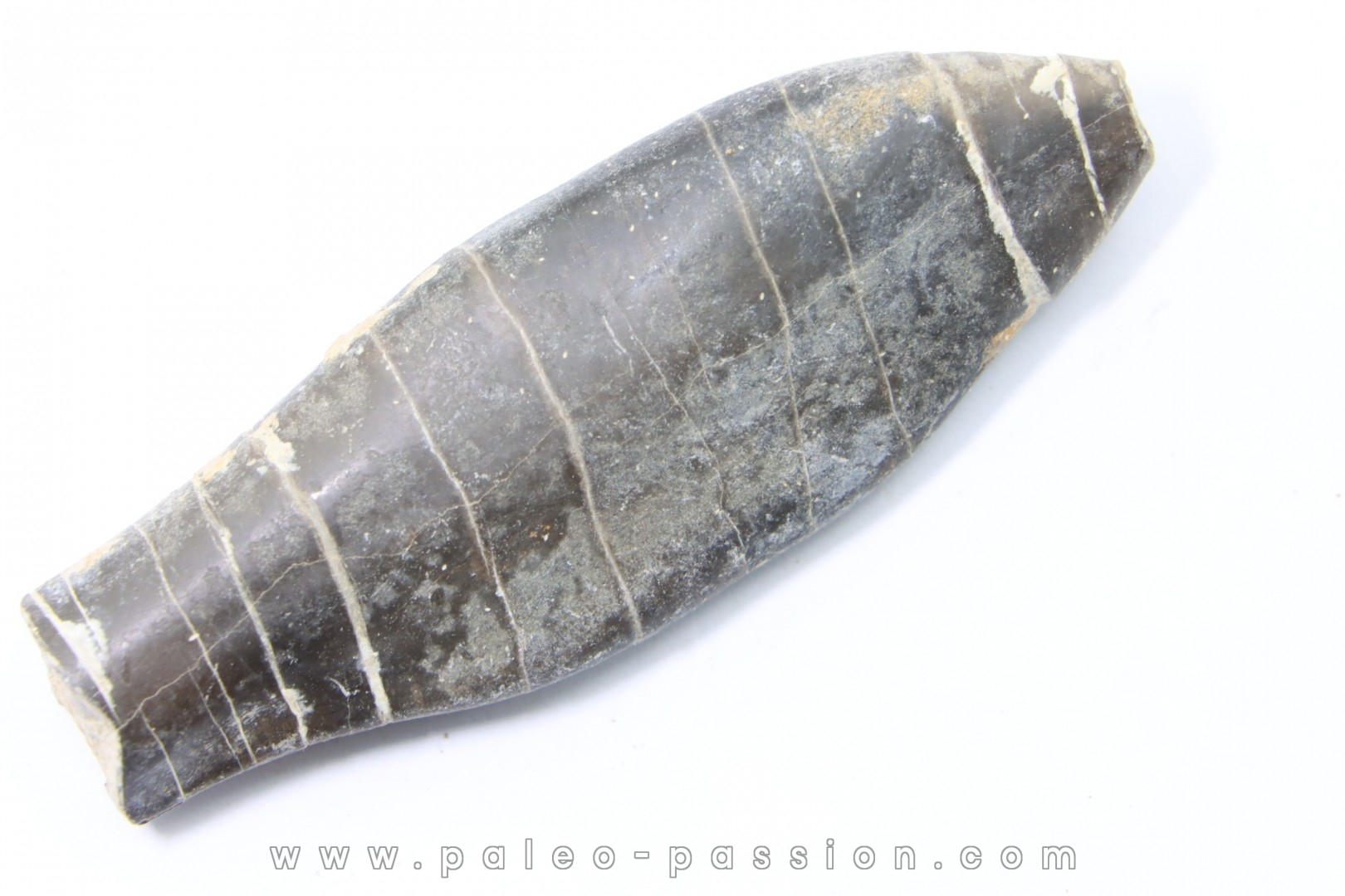 bélemnite: Duvalia émérici - upper Valanginian - Alpes de haute Provence - France