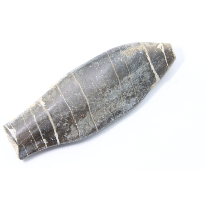 bélemnite: Duvalia émérici - Valanginien supérieur - Alpes de haute Provence - France