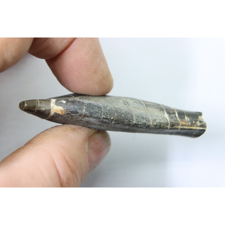 bélemnite: Duvalia émérici - upper Valanginian - Alpes de haute Provence - France