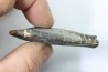 bélemnite: Duvalia émérici - upper Valanginian - Alpes de haute Provence - France