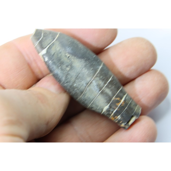 bélemnite: Duvalia émérici - upper Valanginian - Alpes de haute Provence - France