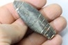 bélemnite: Duvalia émérici - upper Valanginian - Alpes de haute Provence - France