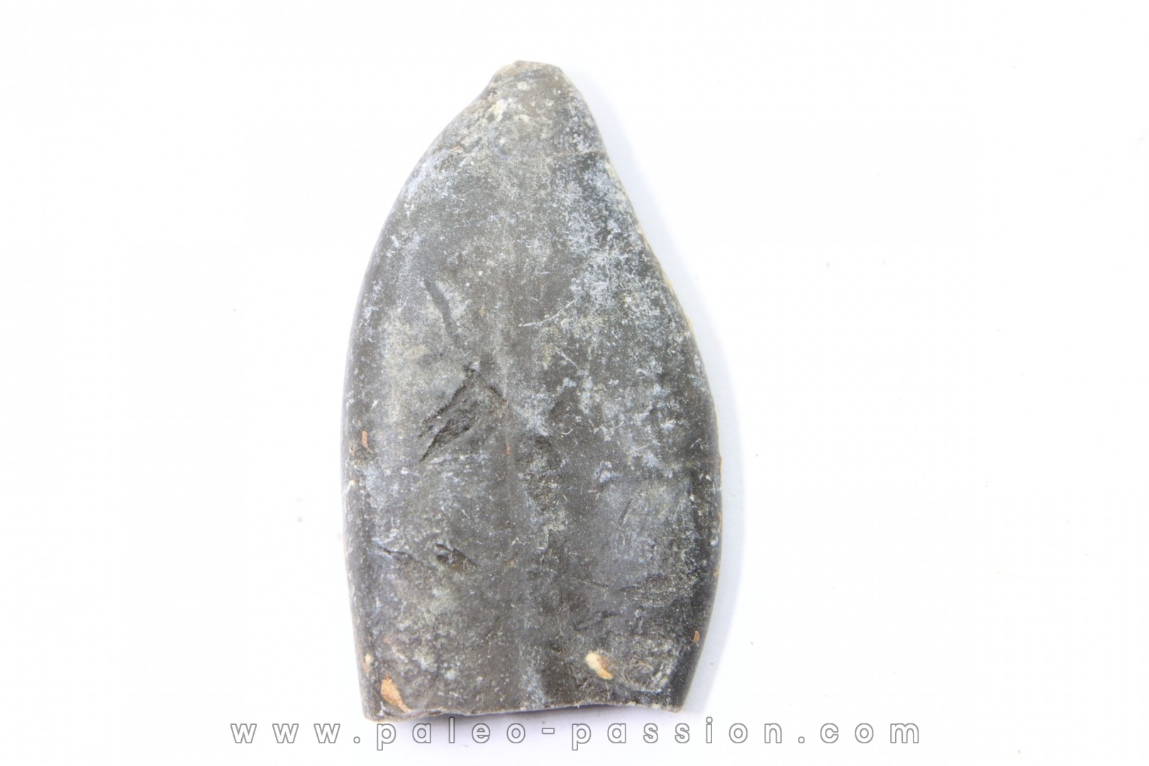 bélemnite: Duvalia émérici - Valanginien supérieur - Alpes de haute Provence - France