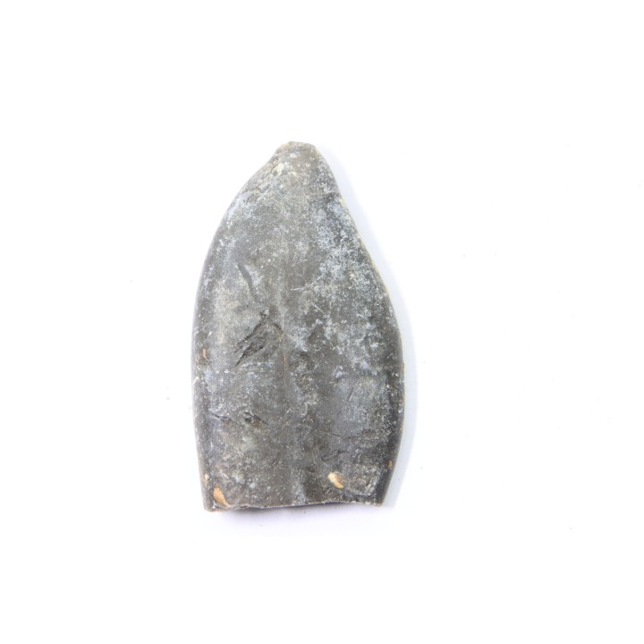 bélemnite: Duvalia émérici - Valanginien supérieur - Alpes de haute Provence - France