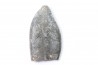 bélemnite: Duvalia émérici - Valanginien supérieur - Alpes de haute Provence - France
