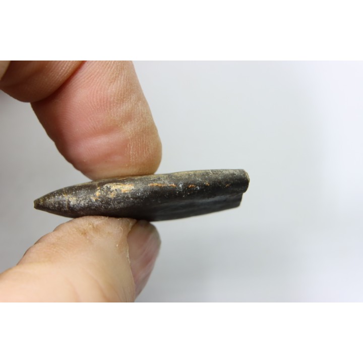 bélemnite: Duvalia émérici - Valanginien supérieur - Alpes de haute Provence - France