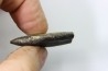 bélemnite: Duvalia émérici - Valanginien supérieur - Alpes de haute Provence - France