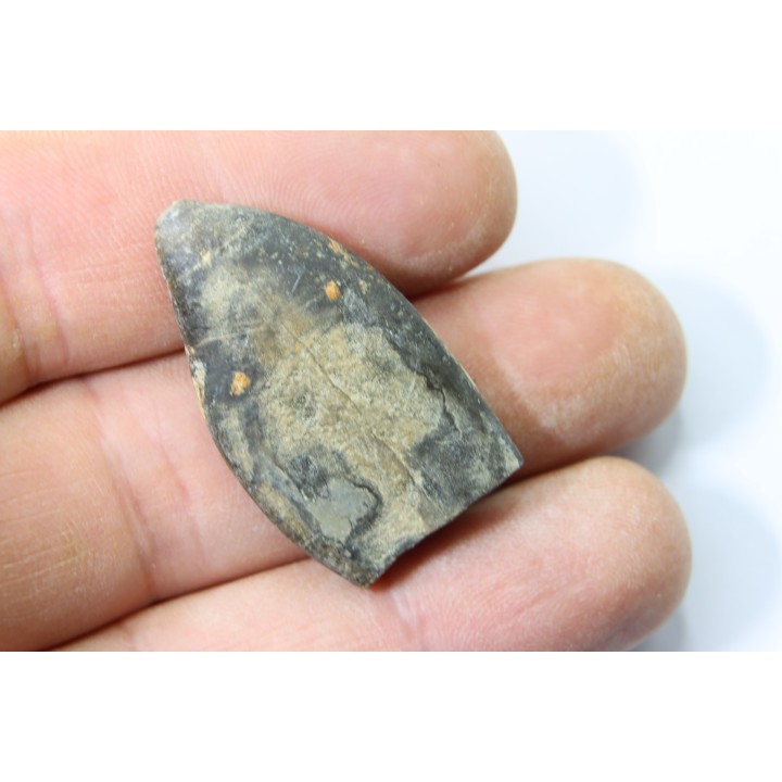 bélemnite: Duvalia émérici - Valanginien supérieur - Alpes de haute Provence - France