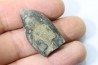 bélemnite: Duvalia émérici - Valanginien supérieur - Alpes de haute Provence - France