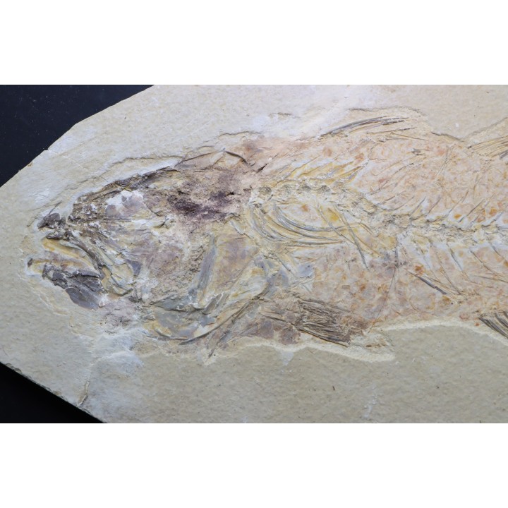 big -26 cm- Mioplosus labracoides