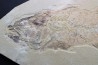 poisson fossile - 26 cm !! - Mioplosus labracoides - Eocène - green river fmt - Wyoming - USA