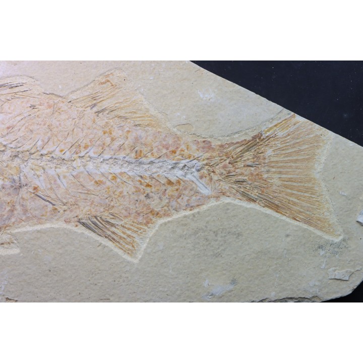 big -26 cm- Mioplosus labracoides