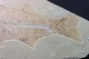 big -26 cm- Mioplosus labracoides