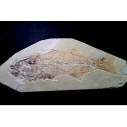 big -26 cm- Mioplosus labracoides