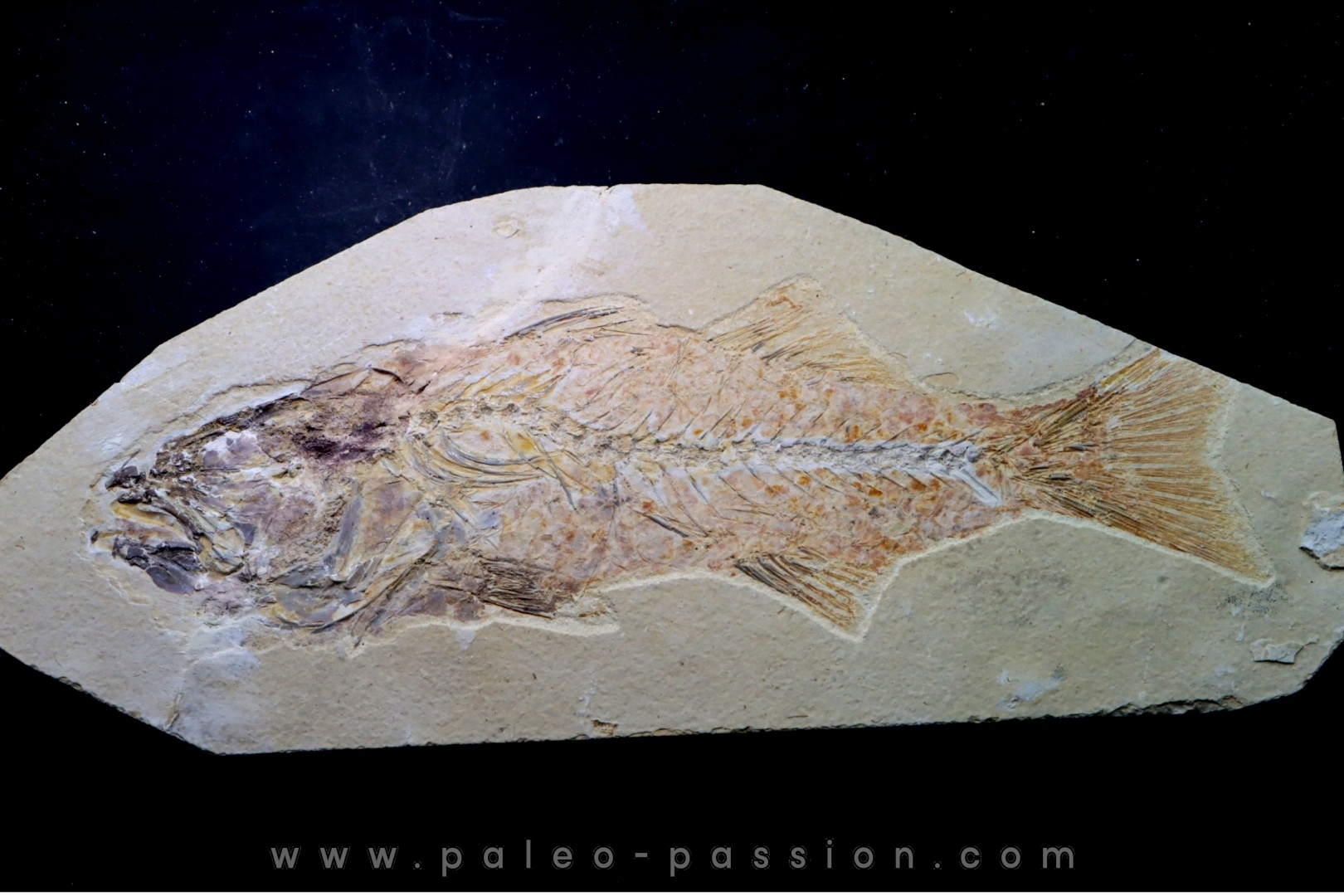 big -26 cm- Mioplosus labracoides