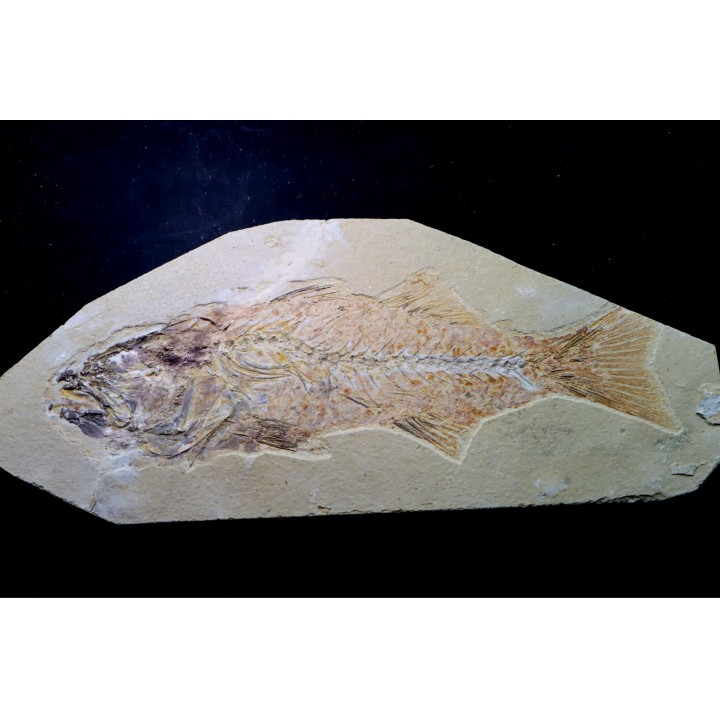 big -26 cm- Mioplosus labracoides