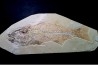 poisson fossile - 26 cm !! - Mioplosus labracoides - Eocène - green river fmt - Wyoming - USA