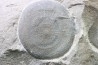 Eldonia berbera - Ordovician - Erfoud area, Morocco