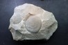 Eldonia berbera - Ordovician - Erfoud area, Morocco