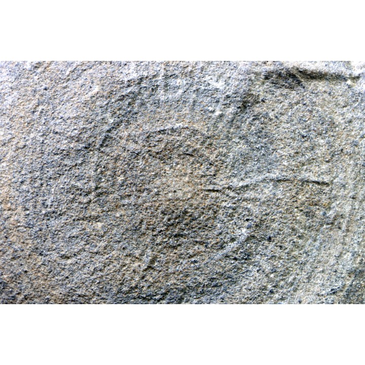 Eldonia berbera - Ordovician - Erfoud area, Morocco