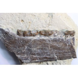 Plagiolophus annectens -Ludien - Euzet, Gard - FRANCE