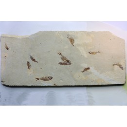 Armigatus brevissimus - Cénomanian - Haquel - Byblos - LIBANON