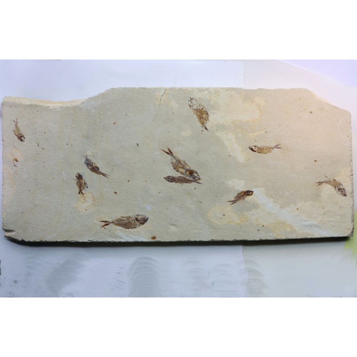 banc de poissons Armigatus brevissimus - Cénomanien - Haquel - Byblos - LIBAN