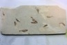 Armigatus brevissimus - Cénomanian - Haquel - Byblos - LIBANON