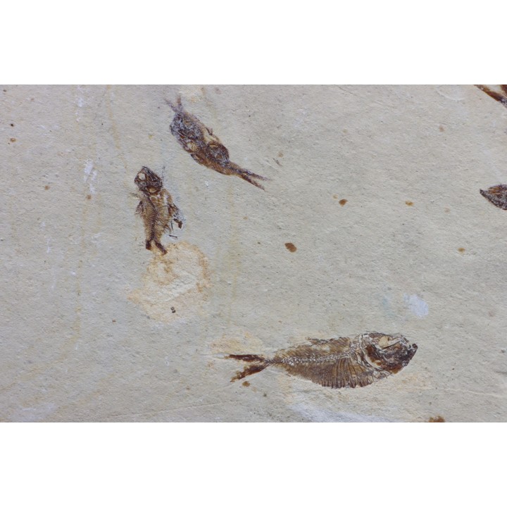 banc de poissons Armigatus brevissimus - Cénomanien - Haquel - Byblos - LIBAN